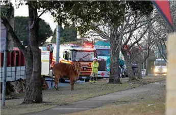  ?? Photo: Kevin Farmer ?? OUT AND ABOUT: A cattle truck rolled over at the Corner of Cohoe St and James St on Monday afternoon. Several animals escaped from the wreckage.