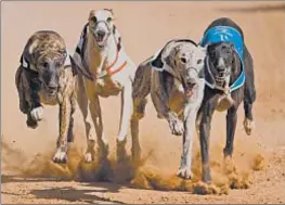  ?? FRANCOIS LOUBSER/TNS ?? Voters' approval of Amendment 13 means greyhound racing in Florida will be phased out by 2020.