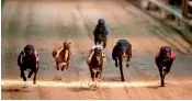  ?? — AFP ?? Greyhounds race on the track at Wimbledon Stadium in south London on March 18.