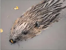  ?? Photograph: Lorne Gill. ?? The European beaver.