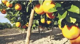  ??  ?? Oranges growing in Benijófar