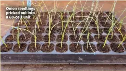  ??  ?? Onion seedlings pricked out into a 60-cell unit