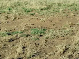  ?? FOTO: VERSKAF/HENNIE SNYMAN ?? Op die foto is weiveld in die Vrystaat waarvan die bedekking weens die droogte en strawwe beweiding afgeneem het. Dit sal lank duur voordat dit herstel.