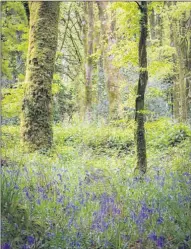  ??  ?? The scene at Coolmakee, where bluebells welcome the arrival of Spring. (Photo: Frank Morgan Studios)