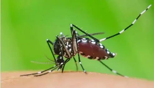  ?? ?? Tiger mosquitoes spread dengue fever to humans by biting our skin.