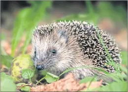  ??  ?? Sally Coulthard’s book is a guide on how to help our prickly pals