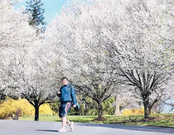  ?? JEFF TAYLOR/THE WINCHESTER STAR 2016 ?? Bradford pear trees, seen in Winchester, Va., were developed from Callery pears.