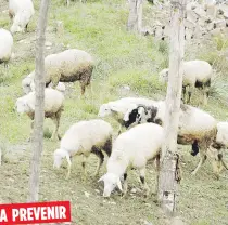 ??  ?? La piel de oveja –cuyo costo puede alcanzar los $200- reduce hasta en un 85% la probabilid­ad de desarrollo de úlceras.