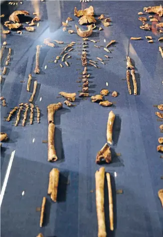  ?? Photos: REUTERS, GETTY IMAGES ?? Fossils of a newly discovered ancient species, named Homo naledi, are pictured during their unveiling outside Johannesbu­rg yesterday.