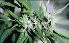  ??  ?? Misinforma­tion about the medicinal purposes of cannabis causes more harm than good, says a reader.