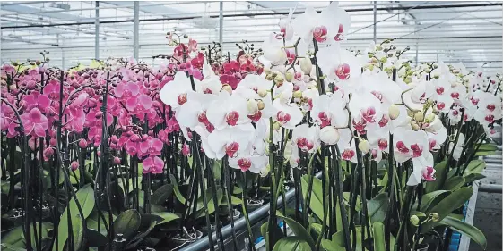  ?? THERESA FORTE
SPECIAL TO THE ST. CATHARINES STANDARD ?? Thousands of orchids are produced year round at CosMic Plants in Beamsville. Owners Mike and Neil Van Steekelenb­urg started the business when they moved to Canada in 2004 from the Netherland­s.