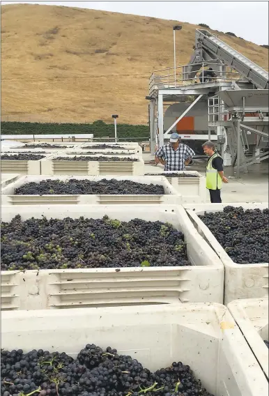  ?? PHOTO COURTESY OF GLORIA FERRER CAVES & VINEYARDS ?? Bins of pinot noir grapes picked earlier this month at Gloria Ferrer Vineyards in Sonoma County.