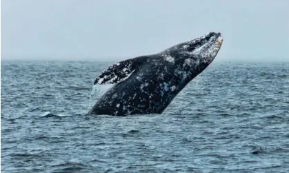  ?? Photograph: Bill Baer/Getty Images/500px ?? The number of gray whales off western North America has dwindled to 16,650, according to the National Oceanic and Atmospheri­c Administra­tion.