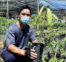  ??  ?? Local agropreneu­r Donny Len, 39, shows one of his young Musang King durian trees for sale at his Don Nursery in Kampung Rangalau, Kota Belud in Sabah. At this stage, the height of a grafted or budded tree fresh from the nursery has already reached two feet.