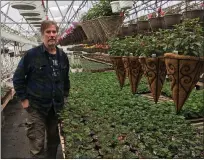  ?? ALL PHOTOS BY DAVID S. GLASIER — THE NEWS-HERALD ?? Middle Ridge Gardens co-owner Sue Woodworth works in the sales area of the main greenhouse.
Wyatt’s Greenhouse and Garden Center owner Bill Wyatt stands next to bedding geraniums and hanging baskets in the main greenhouse of the Mentor business.