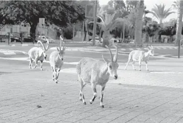  ?? MENAHEM KAHANA/GETTY-AFP ?? Goats on the move: Nubian ibexes walk on an empty street Thursday in Mitzpe Ramon, a town in southern Israel’s Negev desert. Israel, which is in the midst of a national lockdown due to the coronaviru­s pandemic, has logged more than 674,000 confirmed infections and nearly 5,000 deaths, according to Johns Hopkins University.