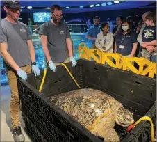  ?? THE ASSICIATED PRESS ?? New England Aquarium staff and visitors looking at Myrtle as the massive sea turtle rests in a crate after being hoisted out of a giant ocean tank before a medical examinatio­n. Myrtle is around 90 years old and weighs almost a quarter of a ton.