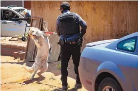  ?? JIM WEBER/SANTA FE NEW MEXICAN ?? Vincent Tsosie, with the Fort Defiance Animal Control, snares a stray during a roundup of strays in the small community of Sundance on the Navajo reservatio­n near Gallup, on June 15.