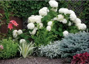  ?? SUBMITTED PHOTO ?? This beautiful Annabelle Hydrangea would help to beautify anyone’s lawn or garden.