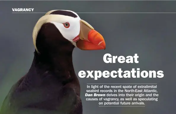  ??  ?? There is just one accepted British record of Tufted Puffin (above) and none of Parakeet Auklet (below). Both species, however, have been reported from the wider Western Palearctic and could show up here.