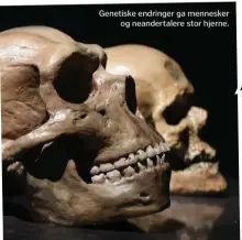  ??  ?? Genetiske endringer ga mennesker og neandertal­ere stor hjerne.