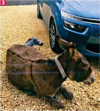  ??  ?? Little donkey: The new arrival is born within 0 minutes next to parked car 3