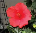  ?? PHOTO BY KAREN BOWEN ?? THE MOST COMMON HIBISCUS sold in nurseries has red blooms. There are many varieties with red blooms to choose from, such as ‘Brilliant’ Hibiscus rosa sinensis. In Yuma, they are continual bloomers during warm months and are evergreen plants during winter.