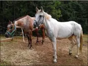  ?? GEORGIA DEPARTMENT OF NATURAL RESOURCES ?? Florence evacuees Rio and Apache wait out the weather in A.H. Stephens State Park near Crawfordvi­lle. The horses were evacuated from Wilmington, N.C., ahead of the hurricane.