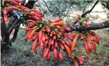  ?? THE birds love ?? (tree fuschia).