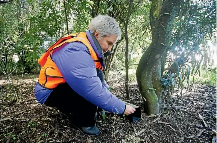  ?? SUPPLIED ?? Dr Andrea Byrom checks a tracking tunnel for rats or mice in 2014. She’s now director of the Science Challenge for New Zealand’s Biological Heritage.