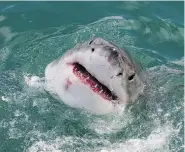  ?? GETTY IMAGES ?? Great white sharks are becoming more common off Canada’s East Coast during mating season, researcher­s say.