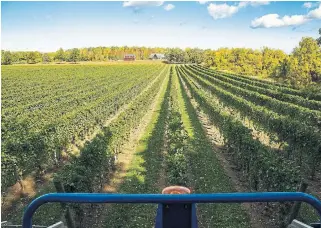  ?? JORDAN SNOBELEN PHOTOS TORSTAR ?? The vineyard at Baker Estate Vineyards in Niagara-on-the-lake is one of many that use harvesters to more efficientl­y process grapes from the vine. With the Opti-grape system, the crop bounces atop rollers that separate stems from grapes.