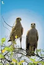  ??  ?? 1.
1. Los halcones son aves rapaces de tamaño mediano.
2. Las gaviotas habitan cerca de las playas 3. Las aves falconifor­mes tienen el pico robusto 4. Iguana nadando.