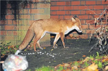  ?? Picture: PA. ?? Mammals such as foxes make Dundee’s pest control officers some of the busiest in the UK.