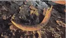  ?? COLEMAN FREDRICKS VIA AP ?? Coal miners unearthed a mammoth tusk in May 2023 at the Freedom Mine near Beulah, N.D.