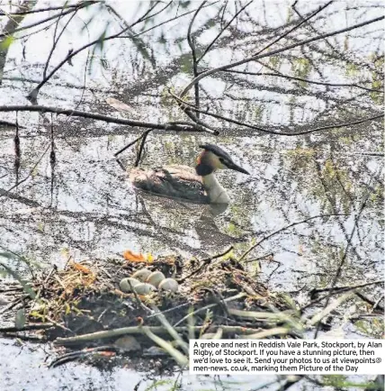  ??  ?? A grebe and nest in Reddish Vale Park, Stockport, by Alan Rigby, of Stockport. If you have a stunning picture, then we’d love to see it. Send your photos to us at viewpoints@ men-news. co.uk, marking them Picture of the Day