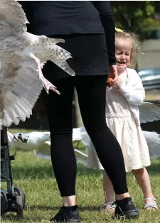  ??  ?? Ellie Comey (6, main picture) from Coolock comes under attack from the seagulls in Howth, Co Dublin, as her little sister Freya (3) is reduced to tears (above). Photos: Justin Farrelly