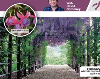  ??  ?? STUNNING wisteria-covered walkway GRACEFUL Fuchsia