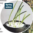  ??  ?? Spring onions