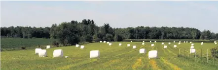  ??  ?? Même si plusieurs MRC récupèrent certaines catégories de plastiques, comme les pellicules servant à protéger le foin et l’ensilage, ceux-ci prennent souvent le chemin de la cimenterie, faute de débouchés auprès des recycleurs.