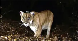  ?? U.S. NATIONAL PARK SERVICE, VIA AP, FILE ?? Tribal leaders, scientists and conservati­on advocates buried P-22, Southern California's most famous mountain lion, Saturday in the mountains where the big cat once roamed.