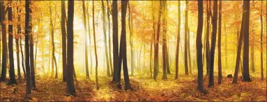  ?? AVTG / Getty Images ?? A deciduous forest of beech trees with leafs changing color illuminate­d by sunbeams through fog in autumn. A new invasive pest has been detected in Connecticu­t and is threatenin­g the health of beech trees.