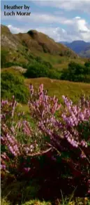  ??  ?? Heather by Loch Morar