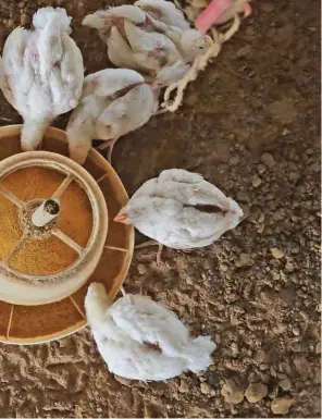  ??  ?? Consumptio­n of poultry fed on antibiotic­s leads to antimicrob­ial resistance in humans