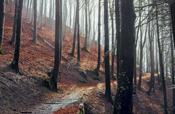  ??  ?? Sopra, dopo la pioggia la luce filtra tra i faggi secolari nelle Foreste Casentines­i, in prossimità dell’Eremo di Camaldoli, Poppi (Arezzo, Toscana). Le antichissi­me faggete del parco sono Patrimonio dell’umanità.
A destra, Laura prepara tortelli freschi seguendo la ricetta tradiziona­le dell’Alto Mugello (con patate, aglio e prezzemolo) a Razzuolo (Firenze, Toscana).