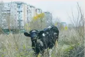  ?? (Reuters) ?? A COW GRAZES near apartment buildings in Bucharest.