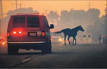  ?? Al Seib Los Angeles Times ?? A HORSE runs loose as the Easy fire burns toward homes in in Simi Valley in October. Moving horses out of fire zones requires special training and coordinati­on with officials so that horse trailers don’t block exit routes.