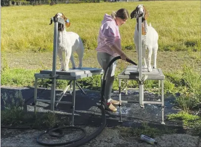  ?? PHOTOS CONTRIBUTE­D ?? Willits 4-H member Catie with her goat project market doe and market wether.