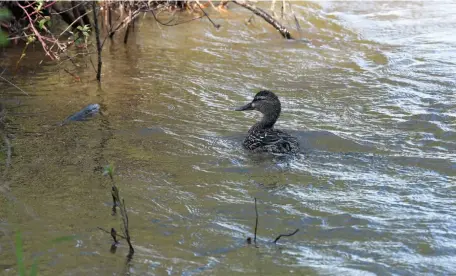  ?? CITIZEN PHOTO BY BRENT BRAATEN ?? A duck floats in an eddy on the swift moving Nechako River Wednesday morning. Rio Tinto has been working closely with regional stakeholde­rs in an effort to avoid flooding on the Nechako and the Fraser.