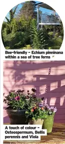  ??  ?? A touch of colour – Osteosperm­um, Bellis perennis and Viola